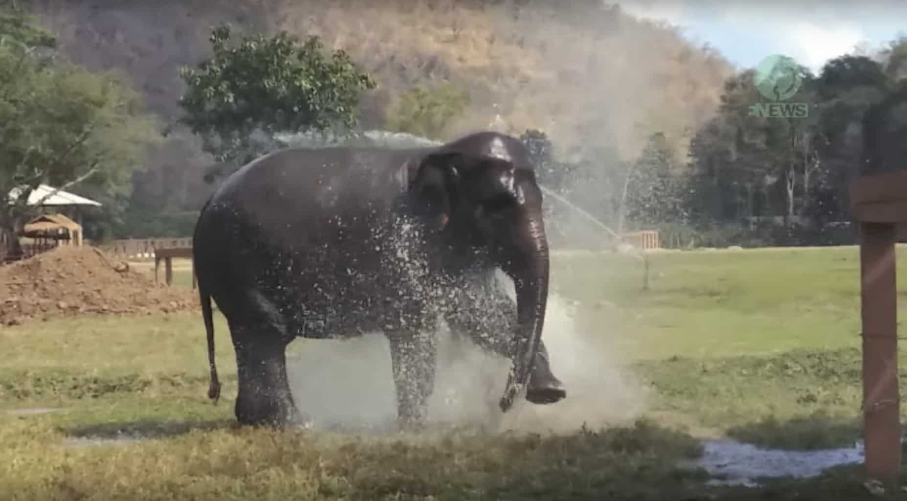 Elephant Playing With water sprinkler