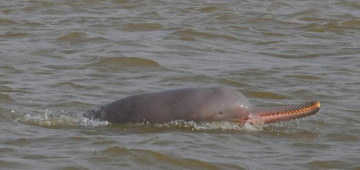 ganges dolphin in Kolkata