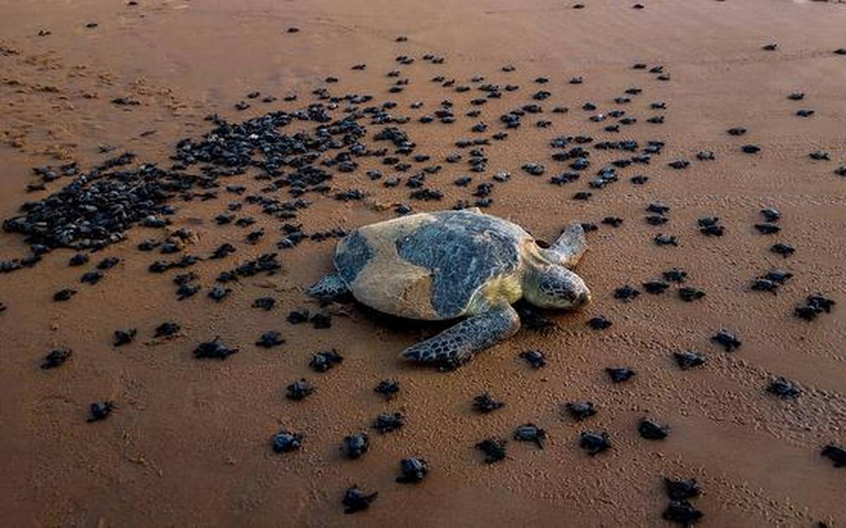turtles returning to water