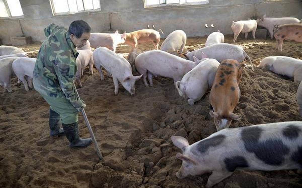 African Swine Fever Assam
