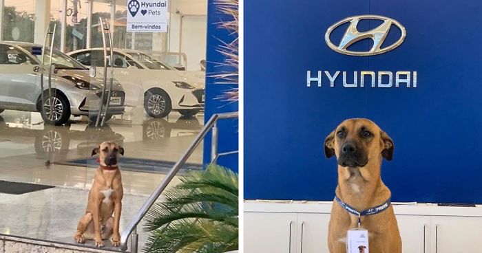 stray dog Hyundai show room