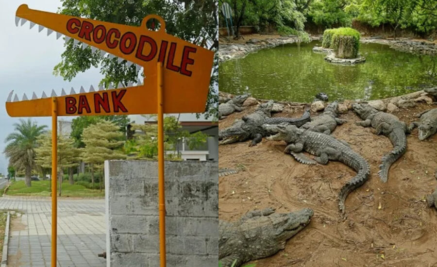 crocodile bank madras